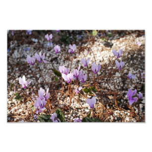 Cyclamen-Fotoabzug Fotodruck