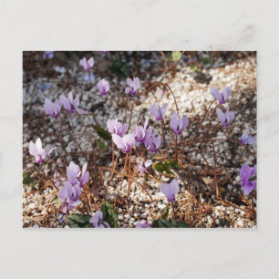 Cyclamen Postcard Postkarte