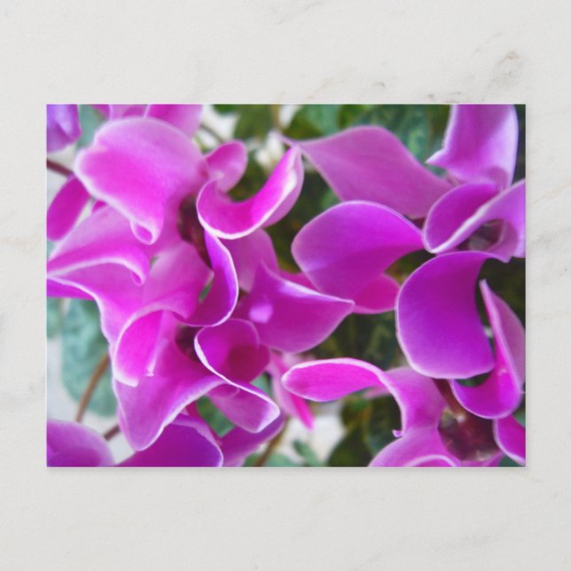 Cyclamen Postkarte (Vorderseite)