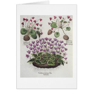 Cyclamen: serotinum 1.Cyclamen foliis hederaceis;