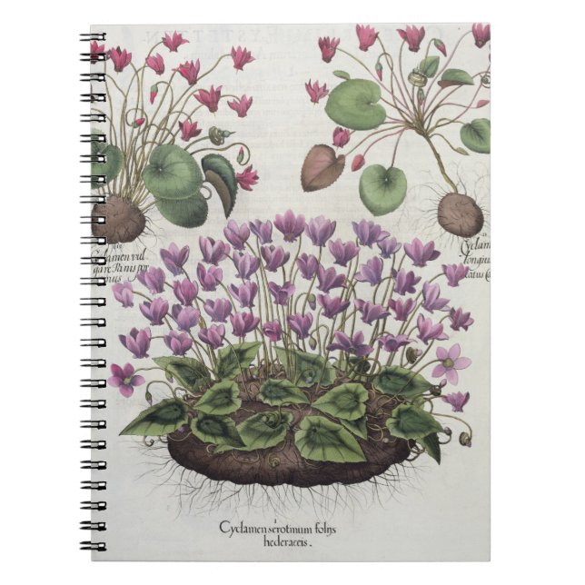 Cyclamen: serotinum 1.Cyclamen foliis hederaceis; Notizblock (Vorderseite)
