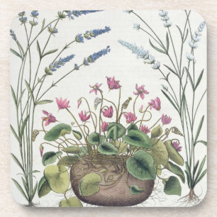 Cyclamen und Lavendel: 1.Cyclamen Romanum; 2.Spica Getränkeuntersetzer