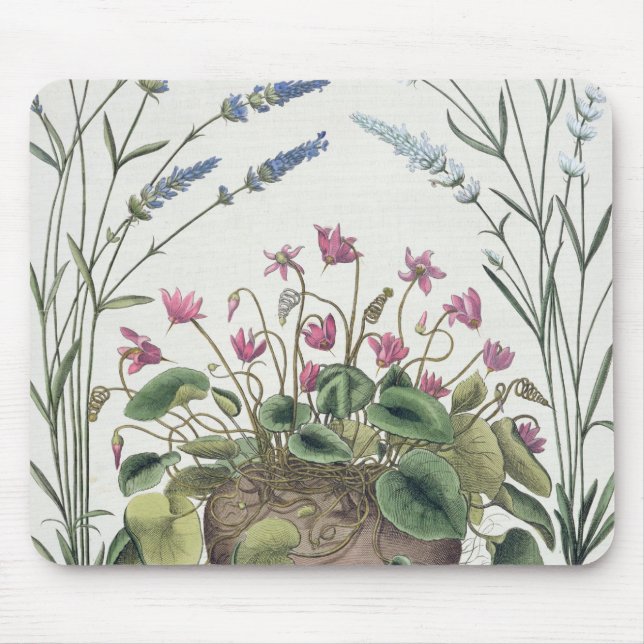 Cyclamen und Lavendel: 1.Cyclamen Romanum; 2.Spica Mousepad (Vorne)
