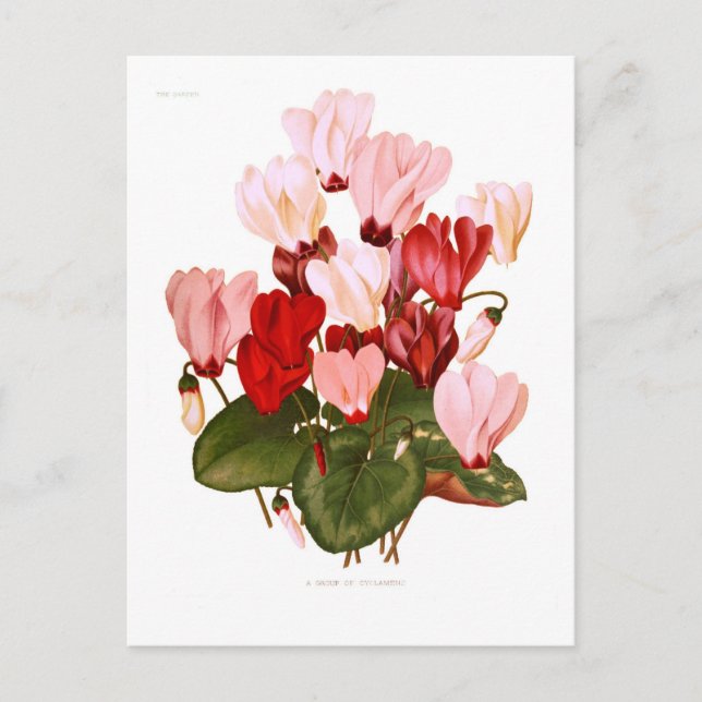 Cyclamens Postkarte (Vorderseite)