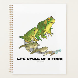 Cycle De Vie D'Une Grenouille, De L'Oeuf Au Tadpol