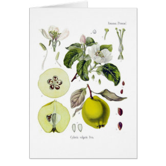 Cydonia vulgaris (coing)