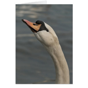 Cygne