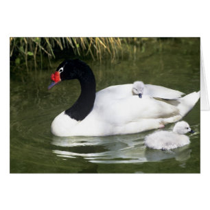 Cygne à cou noir adulte et cygnets dans l'eau.