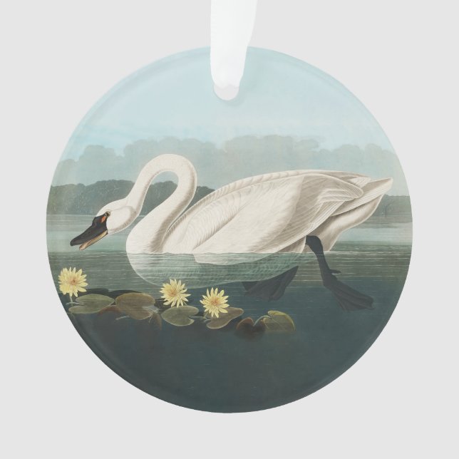 cygne audubon cygnes d'eau blanche (devant)