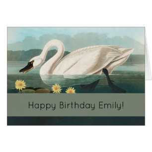 cygne audubon cygnes d'eau blanche