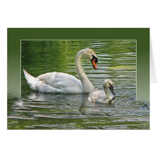 cygne avec cygnet dans un étang (Devant Horizontal)