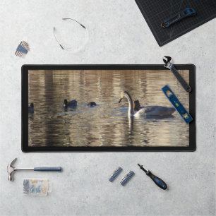 Cygne blanc dans Mallard Canards Mat