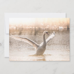 Cygne blanc pendant la carte Sunrise