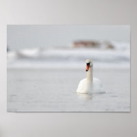 Cygne dans un paysage marin gelé poster