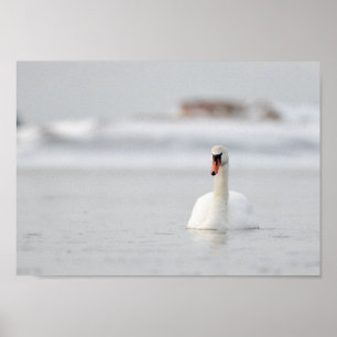 Cygne dans un paysage marin gelé poster