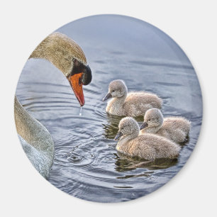 Cygne et aimant de bébés
