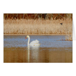 Cygne et hirondelle