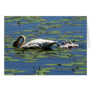 Cygne et jeunes cygnes de trompettiste