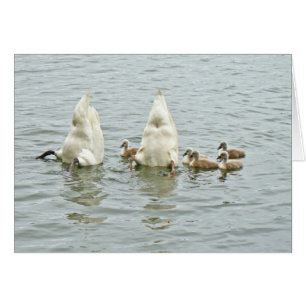 Cygne muet Famly