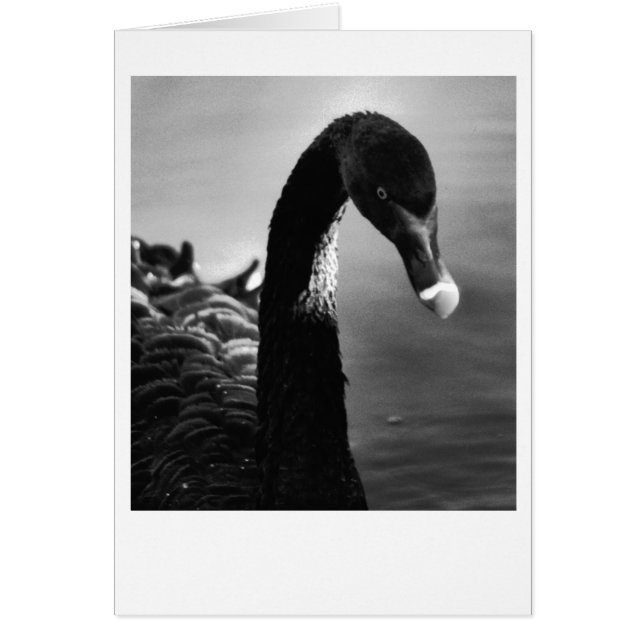 Cygne noir (Devant)