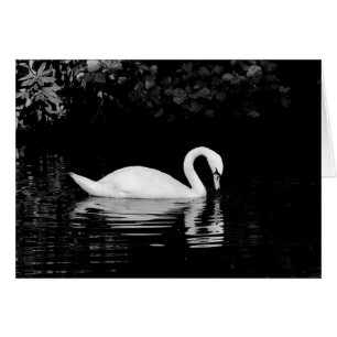 Cygne, Roath Park, Cardiff.