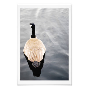 Cygne sur la photo d'affiche de couleur de lac