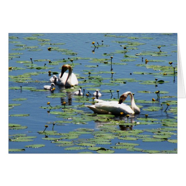 Cygne trompette (Devant Horizontal)