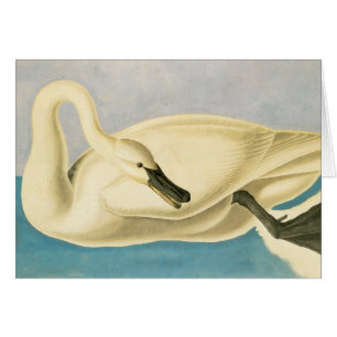 Cygne trompette par John James Audubon, Oiseau Vin