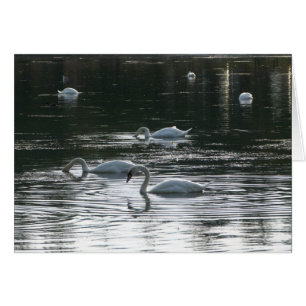 Cygnes alimentant, lac park de Roath, Cardiff