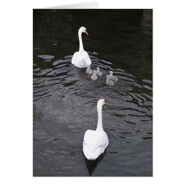 Cygnes avec des jeunes cygnes (Devant)