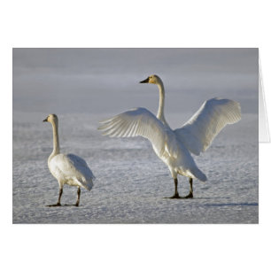 Cygnes de toundra (columbianus de Cygnus)