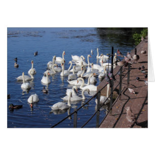 Cygnes et autres oiseaux à Roath Park Lake Cardiff