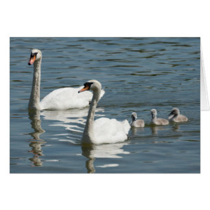 Cygnes Et Canards Rouges