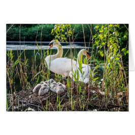 Cygnes et cygnets