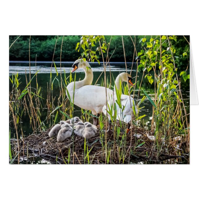 Cygnes et cygnets (Devant horizontal)
