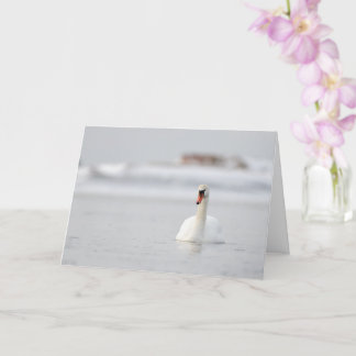 Cygnes muets nageant dans l'eau glacée carte de vo