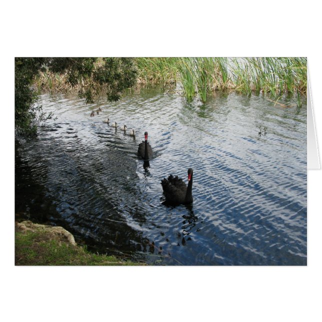 Cygnes noirs, Perth (Devant horizontal)