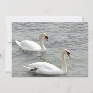 Cygnes sur carte de lac