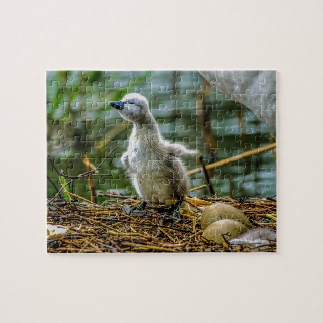 Cygnet (Horizontal)