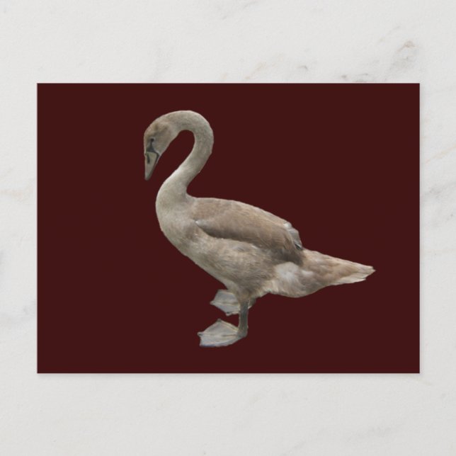 Cygnet ~ carte postale (Devant)