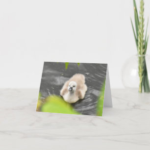 Cygnet (Mute-swan-Cygnets #1) - Blank-Note-Karte Dankeskarte