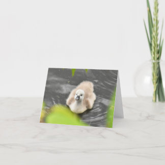 Cygnet (Mute-swan-Cygnets #1) - Blank-Note-Karte Dankeskarte