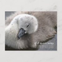 Cygnet Swan im Regen Inspiration