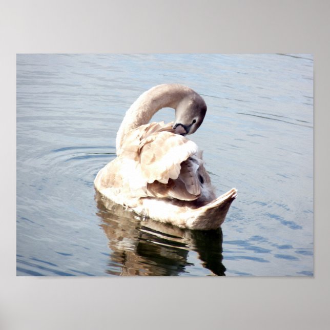 Cygnet Swan Preening Poster (Vorne)