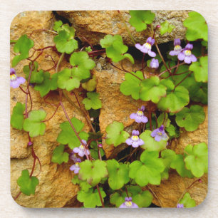 Cymbalaria Muralis Hard Plastic Untersetzer