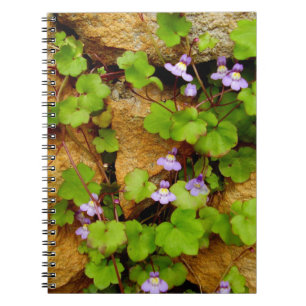 Cymbalaria Muralis Spiralis Foto Notebook Notizblock