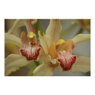 Cymbidium Delight Fotodruck