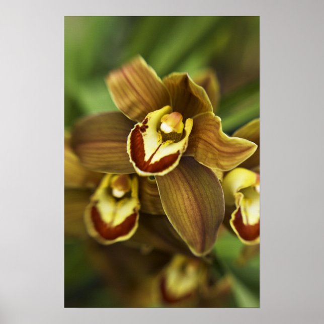 Cymbidium Orchid Poster (Vorne)