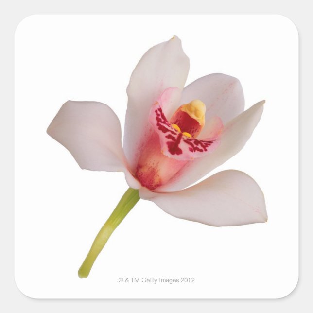 Cymbidium Orchid Quadratischer Aufkleber (Vorderseite)