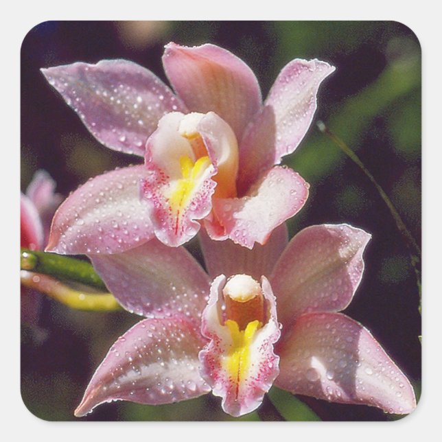 Cymbidium Orchid Sticker (Vorderseite)